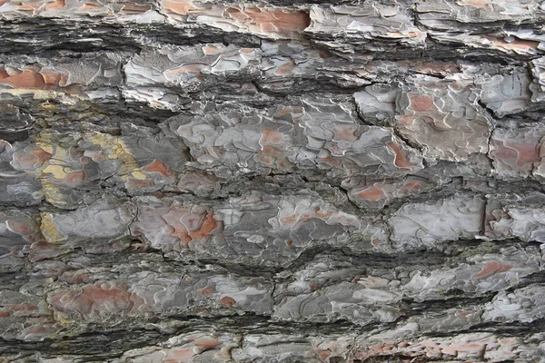 Pinheiro Montanha Casca Texturizada Marrom — Fotografia de Stock