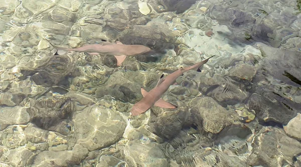 Les Requins Récif Nagent Dans Les Eaux Peu Profondes — Photo
