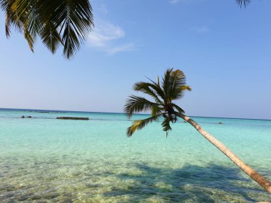 Mavi okyanusun kıyısındaki tropik ağaçlar.