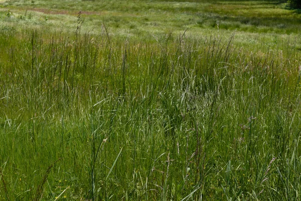 Meadow grasses, green nature texture background, horizontal aspect
