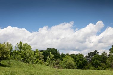 Beyaz bulutlar ve mavi gökyüzü ile kaplı ağaç çizgisi ve yeşil çayır, yaratıcı kopya alanı, yatay görünüm