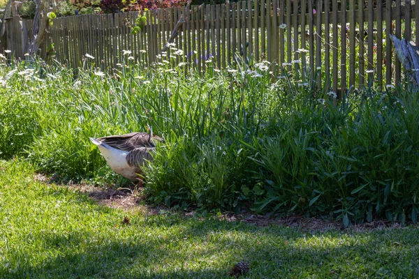 Engraçado Pássaro Quadro Greylag Ganso Traseiro Waterfowl Enraizamento Comida Entre — Fotografia de Stock