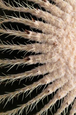 Fıçı kaktüsünün üst ve kaburgalarının yakın görüntüsü, soyut desendeki dikenler, çöl bitkisi, dikey görünüm
