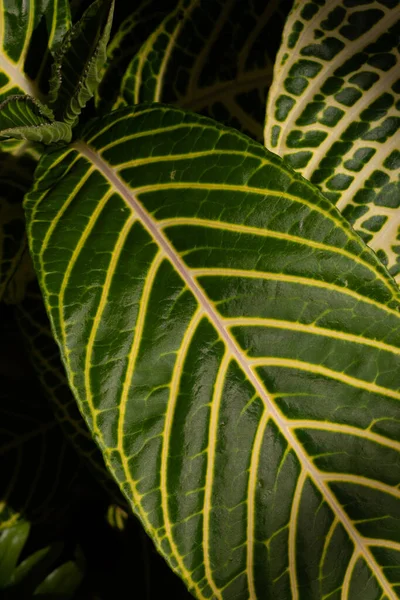 Vista Vicino Grande Foglia Variegata Sfondo Naturale Aspetto Verticale — Foto Stock