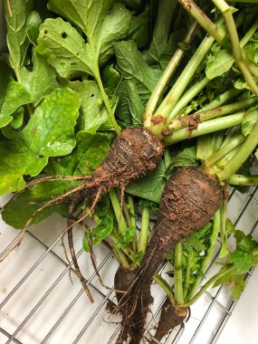 Çamurdan yeni çekilmiş siyah turplar, dikey görünüm