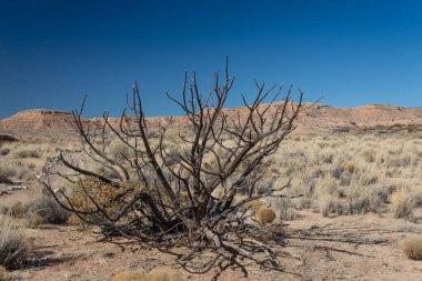 New Mexico 'nun Chihuahuan çölünde ölü bir çalı, dağlara karşı mavi gökyüzü, yatay görünüm