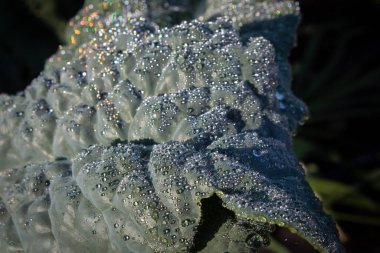 Çiylerle kaplanmış yoğun bir şekilde kurtarılmış lahana yaprağı sabah güneşinin gökkuşağı ışığı kırılması, organik tarım arka planı, yatay görünüm