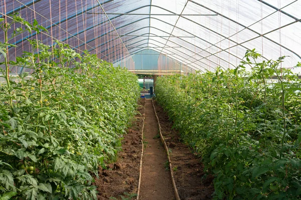 Gewächshaus Gefüllt Mit Tomatenpflanzen Die Orangenfäden Wachsen Lassen Kleiner Bauernhof — Stockfoto
