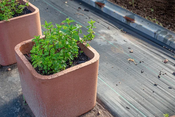 Mint Plants Growing Red Clay Chimney Pot Small Farm Organic — Stock Photo, Image