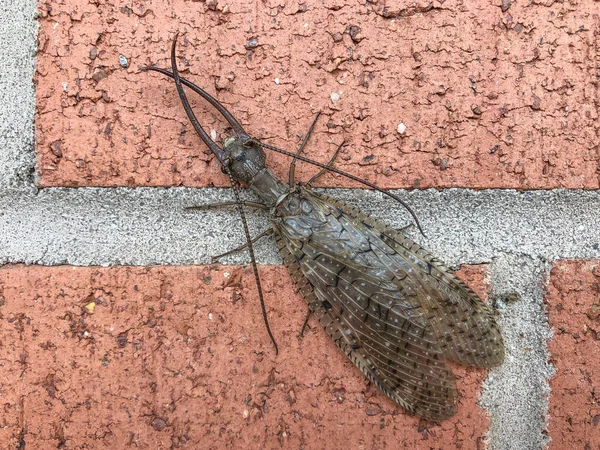 Dobsonfly Corydalus cornutus, tuğla zemin üzerinde büyük böcek, yatay görünüm
