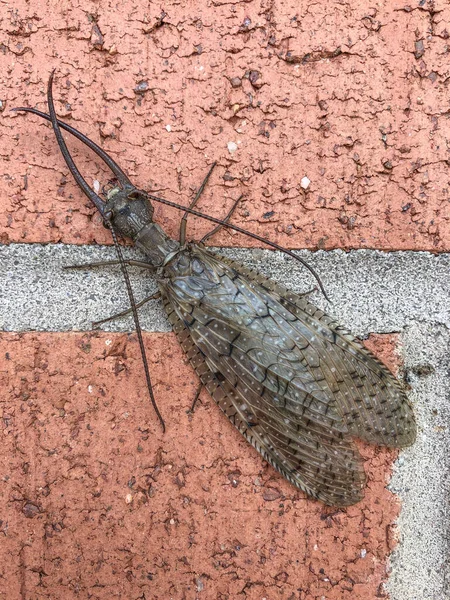 Dobsonfly Corydalus Cornutus, tuğla duvar zemininde çok büyük bir böcek, dikey görünüm