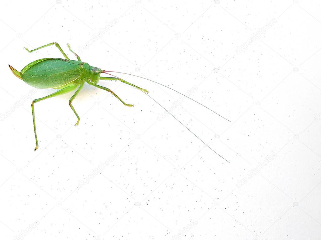 Common True Katydid, Pterophylla camellifolia, on white background copy space, close view, horizontal aspect