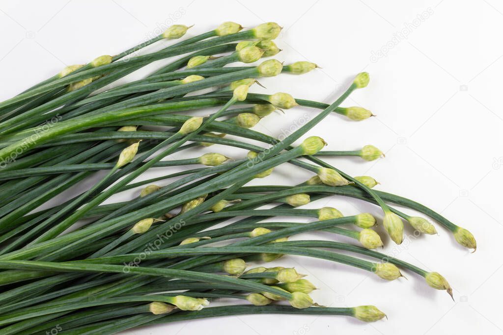Bunch of giant chive stems with flower buds on white, horizontal aspect