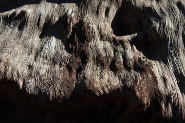 Tahtanın belirgin tahıllı yakın görüntüsü, arka plan dokusu, yatay görünümü