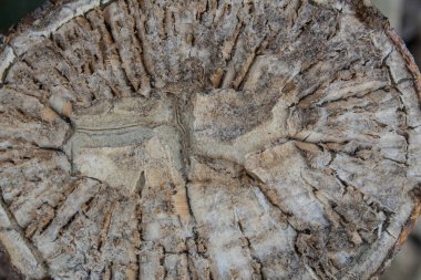 Bir kaktüsün çapraz kesitinin yakın görüntüsü, yatay görünüm