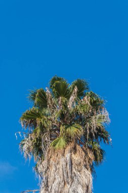 Bir Washingtonia fan palmiyesinin tepesinde parlak mavi gökyüzüne karşı kurulmuş arka plan, kopyalama alanı, dikey görünüm
