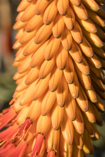 Vista Ravvicinata Fiore Aloe Con Fasi Fioritura Arancione Rosso Messa — Foto Stock