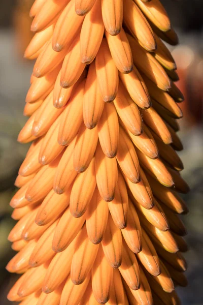 Close View Emerging Orange Flower Aloe Plant Selective Focus Vertical — Stock Photo, Image