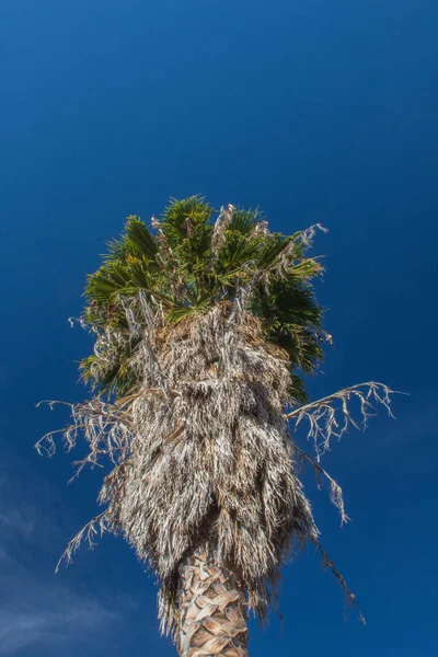 Top Washingtonia Fan Palm Tree Deep Blue Sky Copy Space — Stock Photo, Image