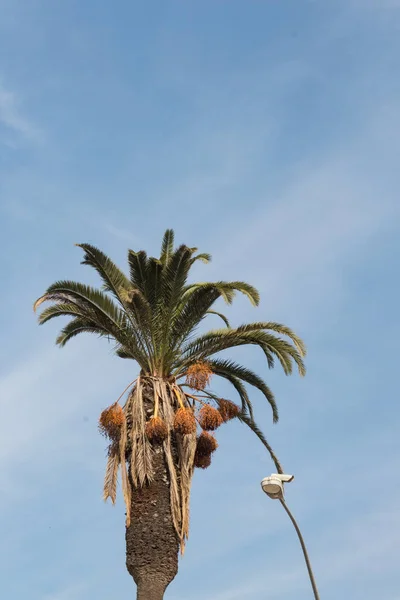 Palmera Alta Luz Calle Con Cámara Seguridad Colocada Contra Cielo — Foto de Stock