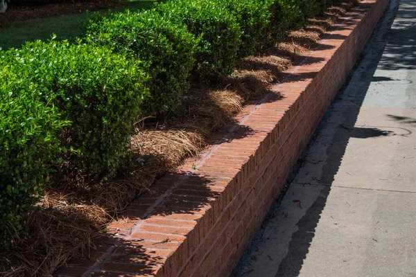 Tidy Red Brick Retaining Wall Lined Boxwoods Alongside Trowalk Horizontal — стоковое фото