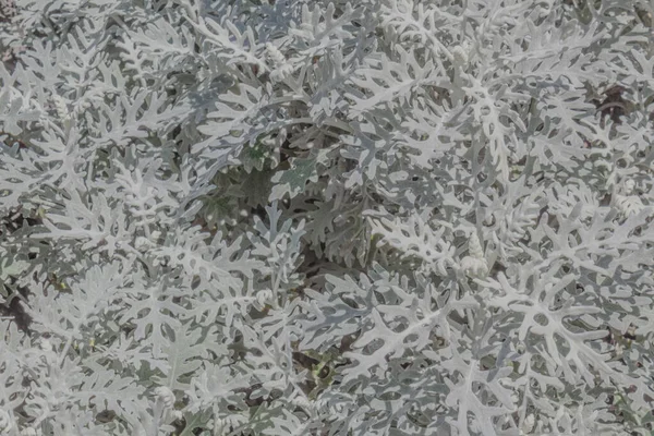 Fond Des Feuilles Floues Plante Dusty Miller Aspect Horizontal — Photo