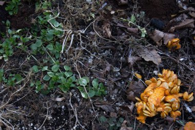 Yeşil bitkiler ve sebze ilikleri zengin toprak, gübre, yatay görünüm üzerinde tohumlar