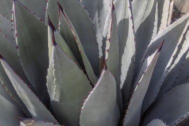 Agave Americana yakın görüntüsü botanik arkaplan, yatay görünüm bırakır