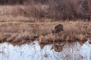 Bosque del Apaçi New Mexico, uzun otların arasında geyik su içmeye geliyor, yatay olarak.
