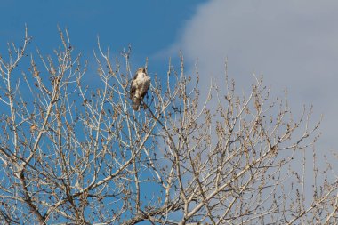 Bosque del Apaçi New Mexico, Ferruginous Hawk Buteo regalis çıplak pamuk ağacının tepesinden bakıyor, kış, yatay görünüm