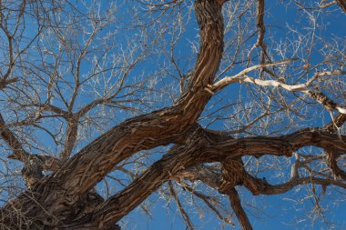 Bosque del Apaçi New Mexico, parlak mavi gökyüzüne karşı kıvrımlı pamuk dalları, yatay görünüm
