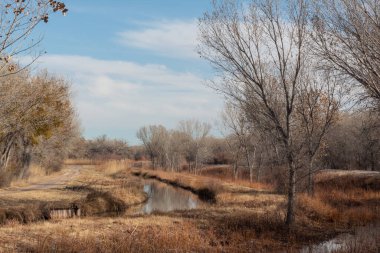 Bosque del Apaçi New Mexico, sulama kanallarındaki çıplak ağaçların yansımaları, kış manzarası, yatay görünüm