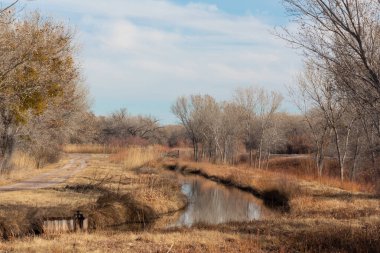 Bosque del Apaçi New Mexico, yolu ve sulama hendeği olan kış manzarası, çıplak ağaçlar, yatay görünüm