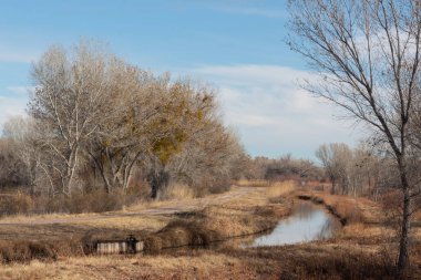 Bosque del Apaçi New Mexico, sel basmış bir yol boyunca kış manzarası, çıplak ağaçlar, yatay görünüm
