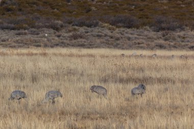 Bosque del Apache Kum Tepesi Turnaları kuru kış tarlasında, yatay görünümde