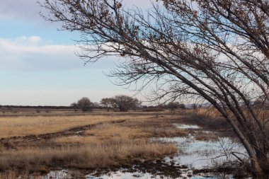 New Mexico kış manzarasında sulama kanalları, Bosque del Apache, yatay görünüm