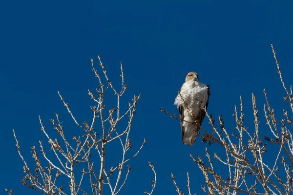 新墨西哥州博斯克德尔阿帕奇 金银财宝鹰王冠 映衬着灿烂的蓝天 光秃秃的冬枝 水平面 — 图库照片
