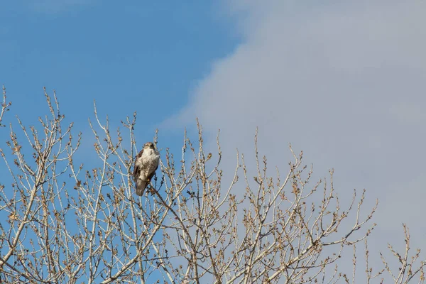 新墨西哥州博斯克德尔阿帕奇 金银财宝鹰头山楂 从光秃秃的棉花树梢上向前看 水平方向 — 图库照片