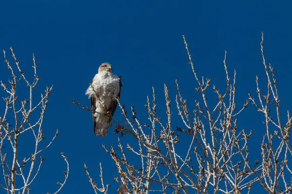 Bosque Del Apache New Mexico Ferruginous Hawk Buteo Regalis 태양에 — 스톡 사진
