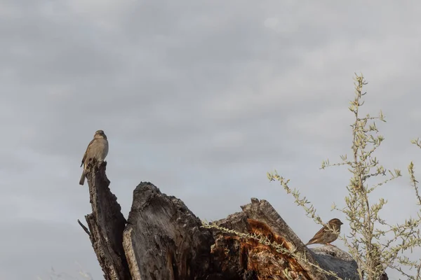 Bosque Del Apache New Mexico Pair House Sparrows Passer Domesticus — 스톡 사진