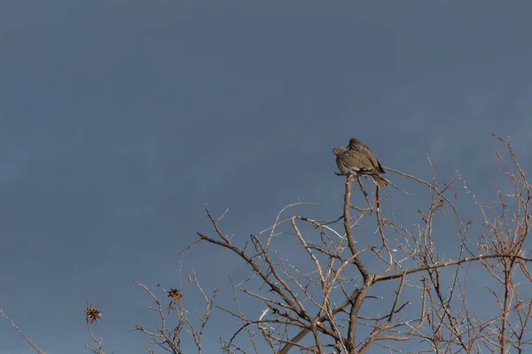 新墨西哥州博斯克 德尔阿帕奇 一对白翅鸽子泽纳达 阿西提卡 光秃秃的树 在漆黑的天空中 水平面 — 图库照片