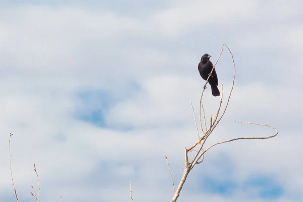 新墨西哥州博斯克德尔阿帕奇 红翅黑鸟Agelaius Phoeniceus在一根光秃秃的树枝上 蓝天乌云 水平面 — 图库照片
