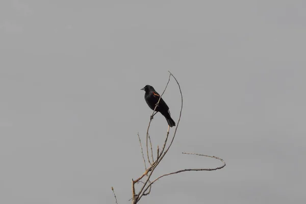 Bosque Del Apache New Mexico 날개검은 Agelaius Phoeniceus 가지에 얼룩덜룩 — 스톡 사진