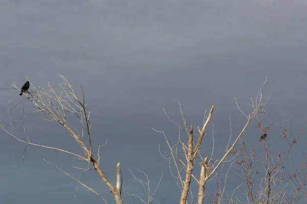 Bosque Del Apache新墨西哥州 光秃秃树梢上的红翅黑鸟 — 图库照片