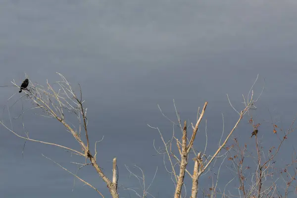 Bosque Del Apache Nuevo México Mirlos Alados Rojos Copas Árboles — Foto de Stock