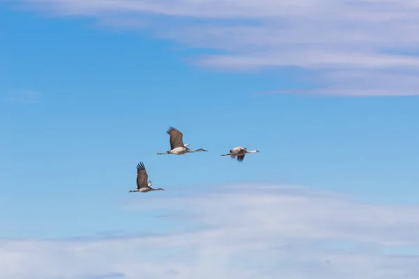 Bosque Del Apache New Mexico Sandhill Cranes Antigone Canadensis Flight — 图库照片