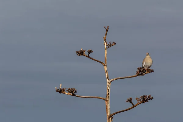 Bosque Del Apache New Mexico White Wings Dove Zenaida Asiatica — 스톡 사진