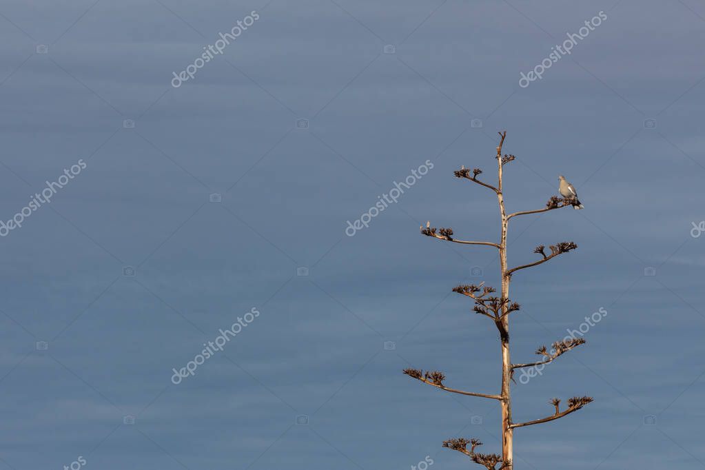 Bosque del Apache Nuevo México, Paloma de alas blancas Zenaida asiatica