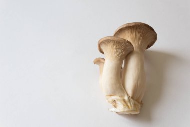 Pleurotus eryngii King Trumpet mantarlarından küçük bir küme, sağa hizalanmış, kopyalama alanı, beyaz, yatay görünümde izole edilmiş