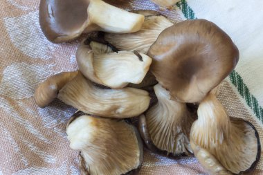 Pleurotus ostreatus istiridye mantarı koleksiyonu, çizgili çay havlusu, yemek malzemesi, yatay görünüm